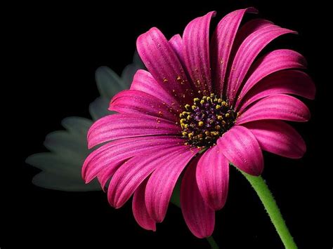 Daisy Pollen Flower · Free Photo On Pixabay