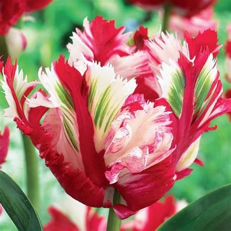 Estella Rijnveld Parrot Tulip Buy At
