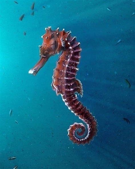 Ocean Marine Life Animals🌐 On Instagram How Cute Is This Seahorse