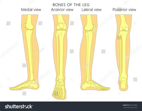 223 Lateral Medial Anterior Body Images Stock Photos And Vectors