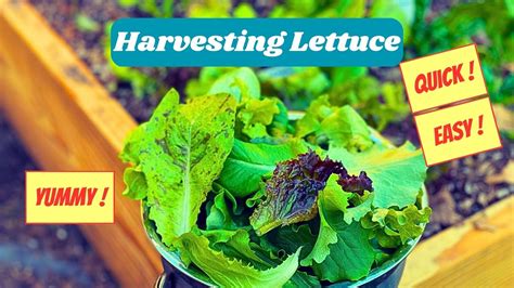 How To Harvest Leaf Lettuce Youtube