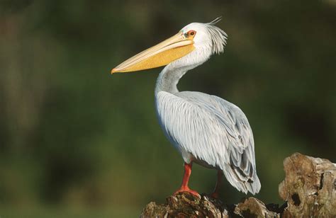 10 De Los Mejores Puntos De Acceso De Observación De Aves En El Sur De