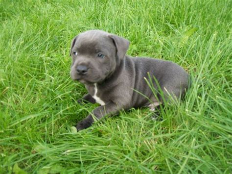 Blue Staffordshire Bull Terrier Puppies Staffordshire Bull Terrier