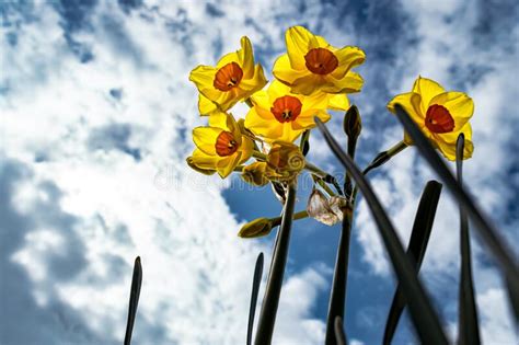 Daffodils Against A Cloudy Sky Stock Photo Image Of Month Landscape