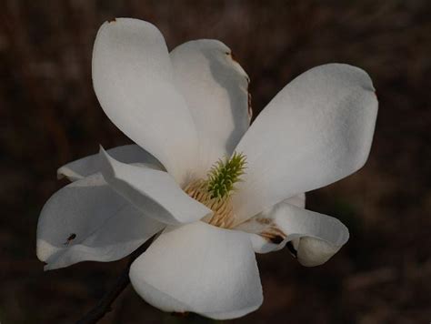 Magnolias such as 'jade lamp' have been cultivated in chinese gardens for centuries, and was known as ''yulan'' or ''jade orchid'' to the ancient chinese jade lamp is a recently introduced variety, a specially selected denudata type, particularly noted for the large size of its solid white flowers, plus. Magnolia denudata 'Jade Lamp'