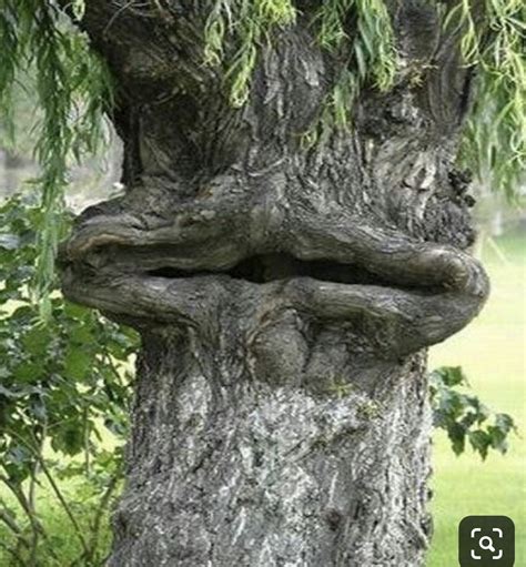 Pin By Celia Mccauley On Shelter In A Storm Tree Faces Weird Trees Tree