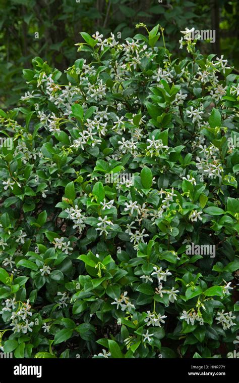 Trachelospermum Jasminoides Ground Cover