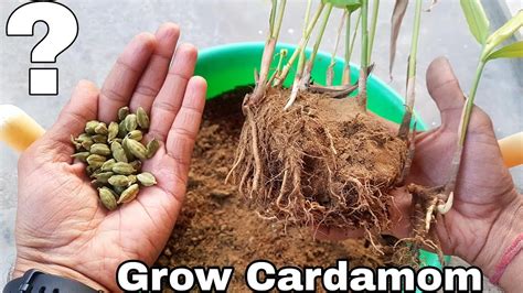 How To Grow Cardamom How To Grow Cardamom Plant Youtube