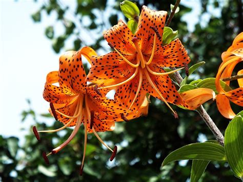 Tiger Lily Orange Flower Free Photo On Pixabay