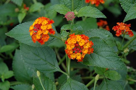 And there are so many colors to choose from. Dallas Red Lantana (Lantana camara 'Dallas Red') in ...