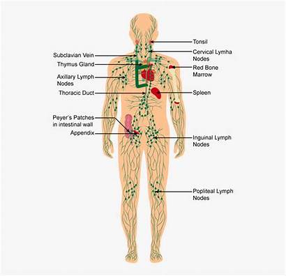 System Diagram Immune Human Transparent