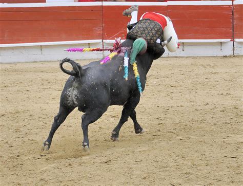 Bull Lifting A Forcado Photograph By Clarence Alford Fine Art America