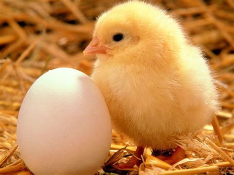 Baby Chicks And Egg Free Image Download