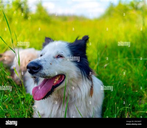 A White Dog Of The Yakut Laika Breed Lies On The Green Grass In The