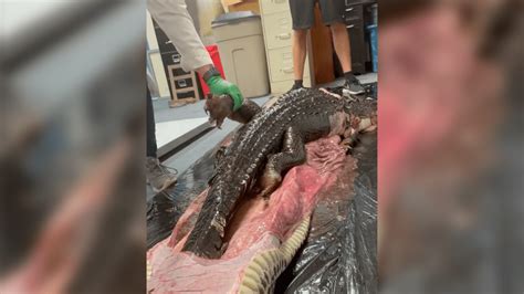 5 Foot Gator Found Inside 18 Foot Burmese Python In Florida Everglades Nbc 6 South Florida
