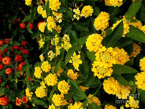 floral beauties 20 photograph by angelika heidemann fine art america
