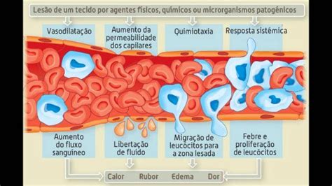 Com Relacao As Caracteristicas Observadas Na Resposta Inflamatoria Cronica