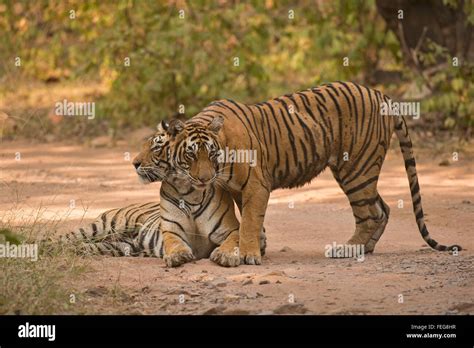 Two Wild Bengal Or Indian Tigers Mother And Sub Adult Cub Displaying Affection On A Jungle