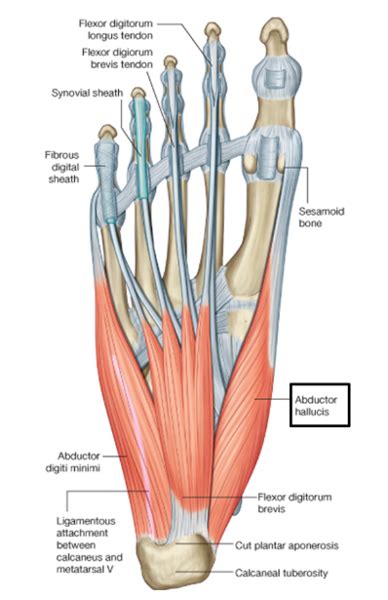 GSU Muscles Of The Leg And Foot Flashcards Easy Notecards