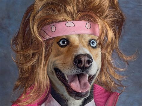 Funny Dogs Photoshopped With 80s Looks