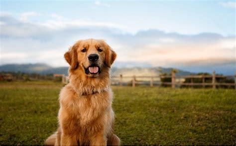 Golden Retriever Dog Breed Origin Behavior Trainability Facts Puppy Price Color Health