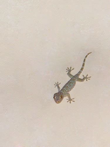 Tokay Gecko Gekko Gecko A Tokay Gecko Lurking For Some T Flickr