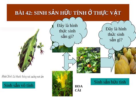 Sinh học 11 CB bài 42 Sinh sản hữu tính ở thực vật Baihocmoi Com