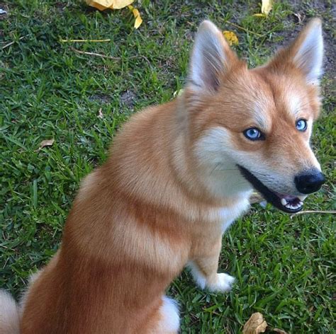 Meet Mya An Adorable Fox Whos Actually An Adorable Dog Cute Dogs