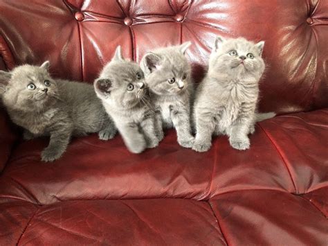 4 Beautiful British Shorthair Kittens For Sale In Feltham London