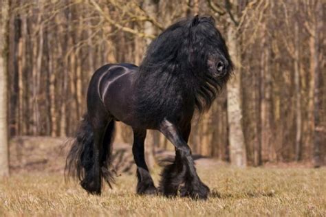 Fell Pony Stallion 17 Years 1368 Hh Black Fell Pony Ponies For Sale