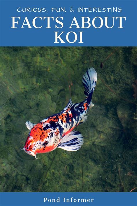 Interesting And Fun Facts About Koi Fish 2020 Updated Koi Fish Care