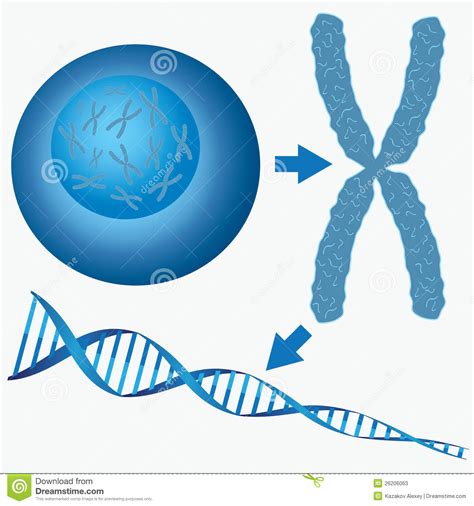 Maybe you would like to learn more about one of these? From cell to DNA. stock vector. Illustration of organism ...