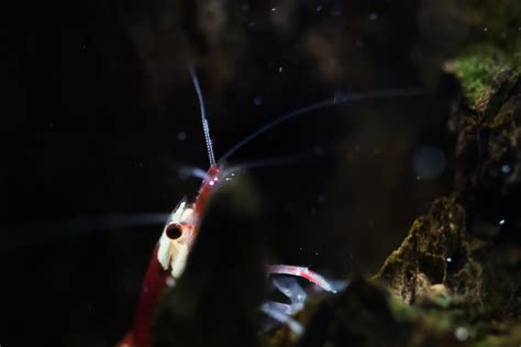 Crystal Red Shrimp Caridina Cantonensis Levent K Flickr