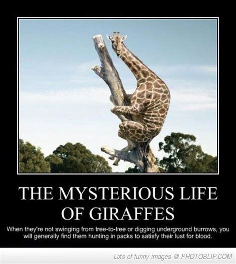 Lifes Little Mysteries Those Crazy Guys Giraffe Really Funny