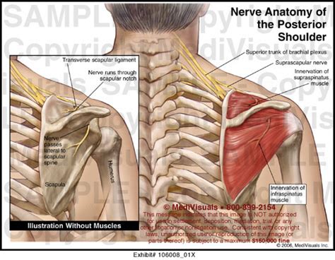 Shoulder blades scientific word, scapula (plural scapulas) is a triangular bone that connects the upper arm bone (humerus) with the collar bone (clavicle) and to it results from the weakness of shoulder blade stabilizers. Nerve Anatomy of the Posterior Shoulder Medical Exhibit