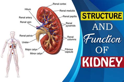 Functions Of Kidneys