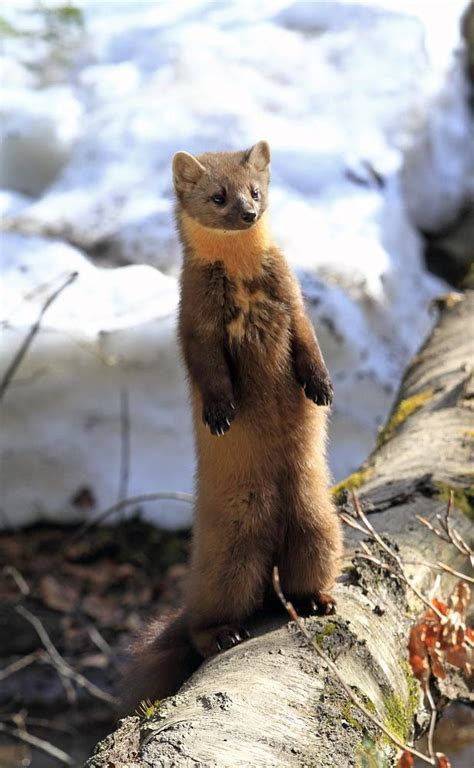 Marten By Silvano Fabris 500px Happy Animals Marten Animal Sable