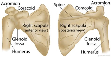 Scapula Shoulder Blade Anatomy Muscles Location Function Ehealthstar