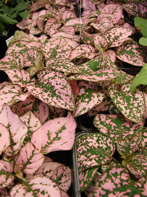 A goldfish plant has hundreds of small, thick, shiny, green leaves and flowers that resemble tiny kalanchoe plant with thick, green. Hypoestes - Wikipedia