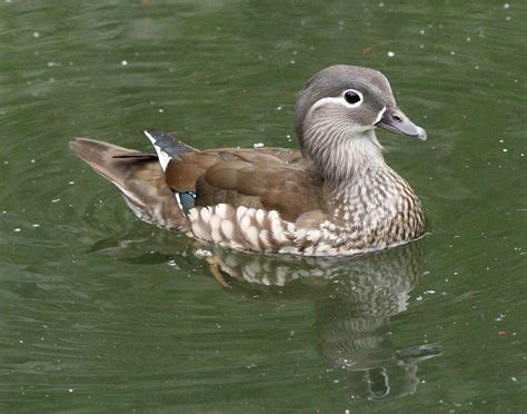 Female Mandarin Duck A Female Mandarin Duck Seen On The St Flickr