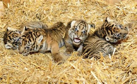 Maybe you would like to learn more about one of these? Gambar Harimau Jantan