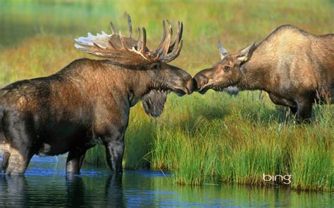 Moose Wallpapers 63 Background Pictures