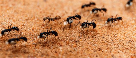 Cara Mengusir Semut Dengan Doa Homecare