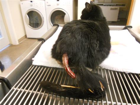 Ambassador dog & cat hospital. The Tale of the Cat's Tail | St. Bernard's Animal Medical ...