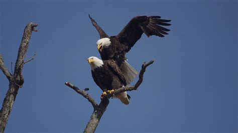 Success Bald Eagles Build Nest In New York City Fly Lik3 N E