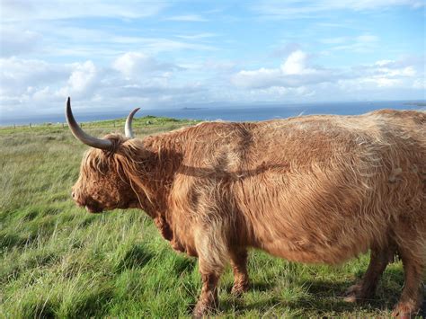 Highland Cowisle Of Skye Scottish Highland Cow Highland Cattle