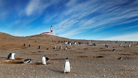 Punta Arenas Travel Guide Punta Arenas Tourism Kayak