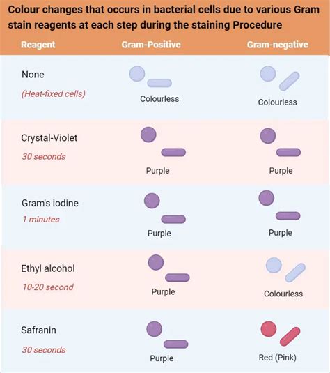 Gram Staining Procedure Principle And Results Biology Notes Online