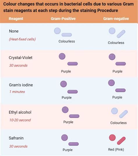 Gram Staining Procedure Principle And Results