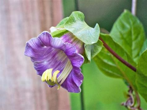 Most vines can be grown in containers, and for some invasive species, container gardening is ideal. Pin on Container Plantings